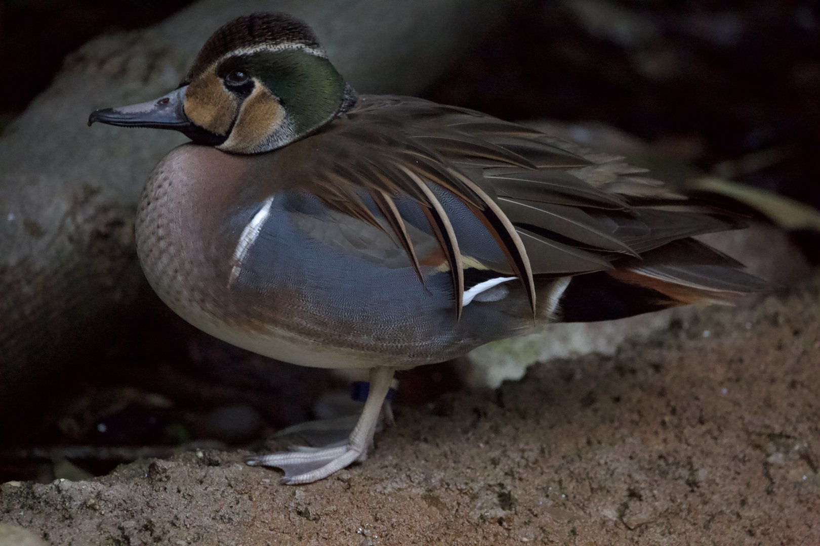 Baikal Teal/ Sibirionetta formosa