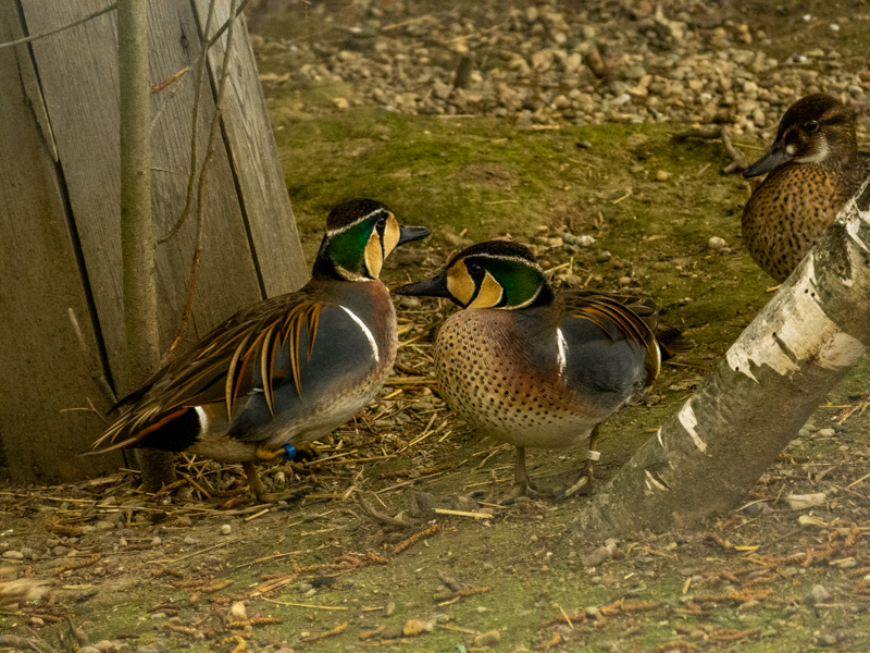 Baikal teal (Sibirionetta formosa)