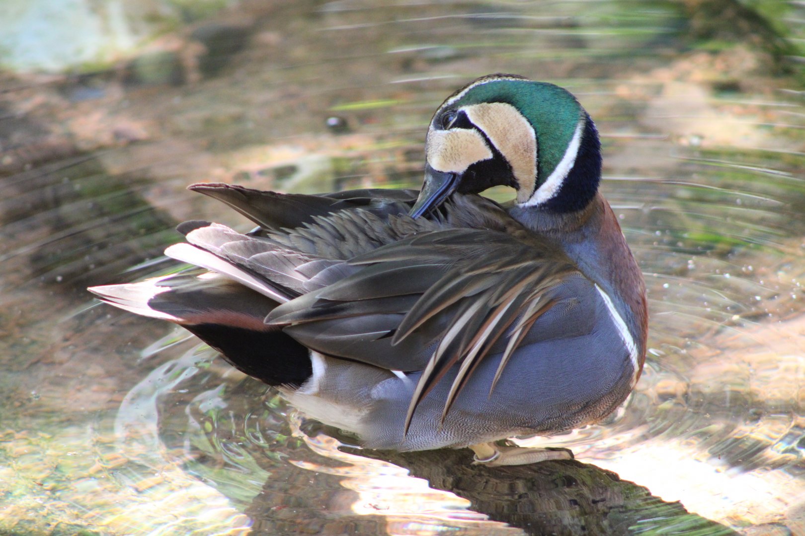 Baikal Teal (Sibirionetta formosa)