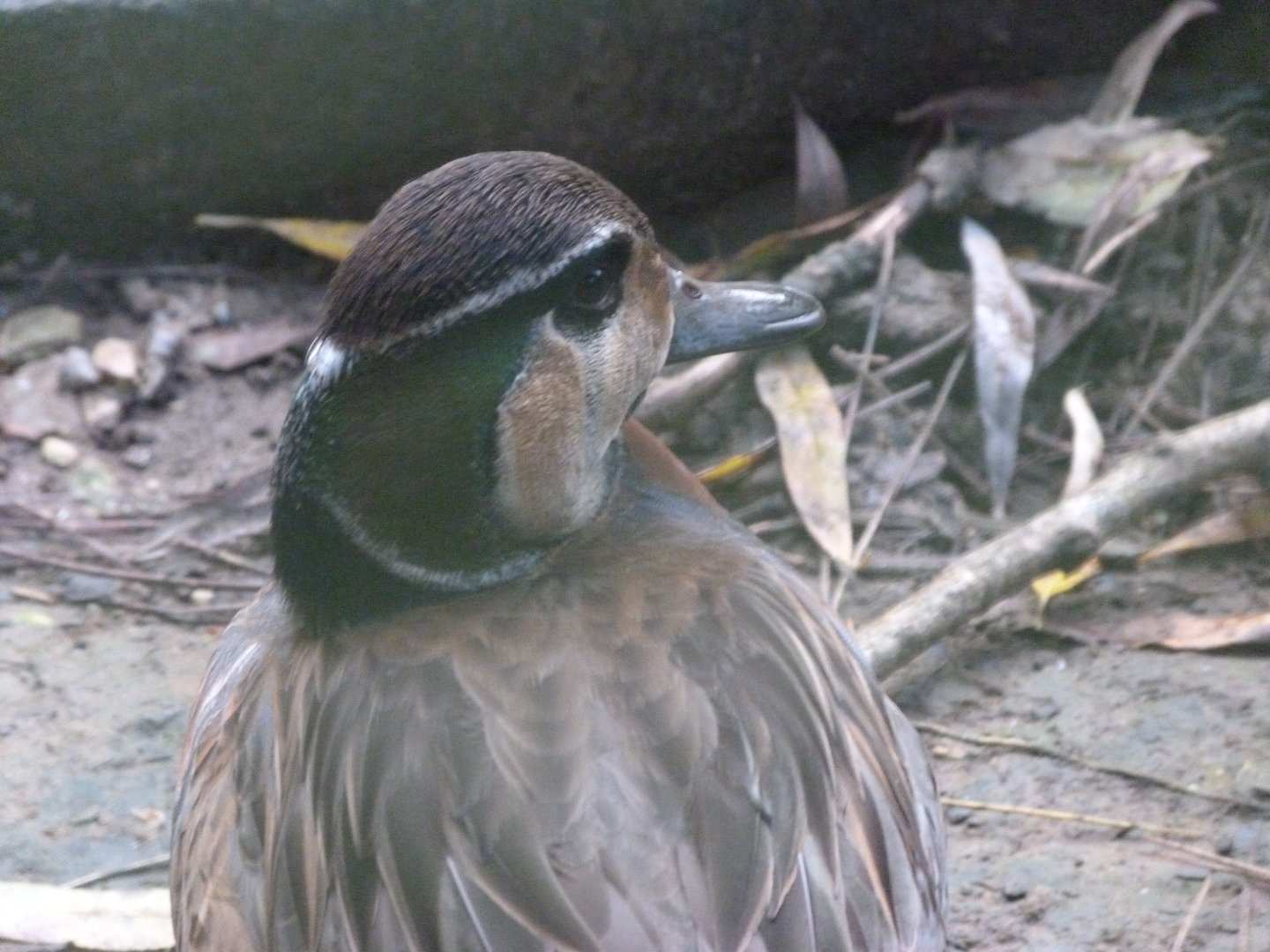 Baikal teal -Zoo de Santillana del Mar (2024)