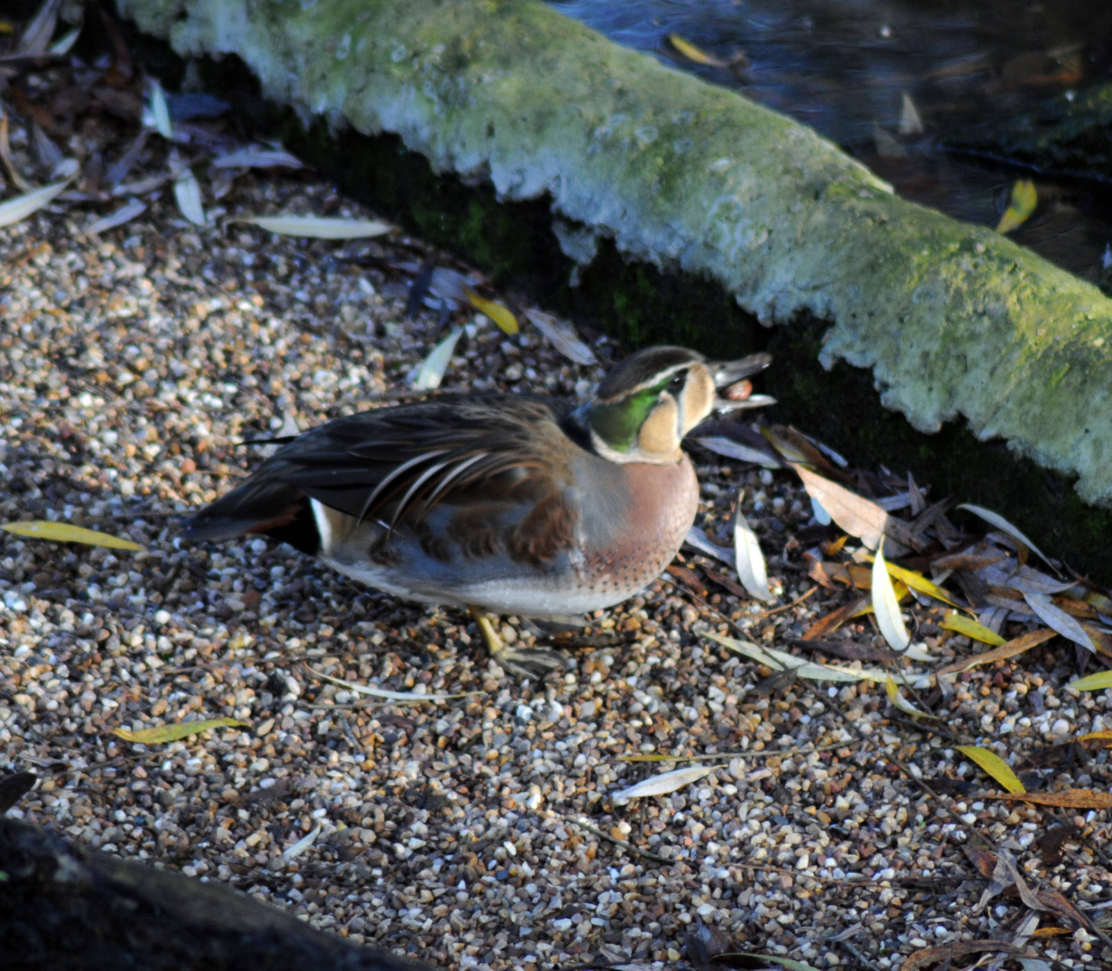 Baikal Teal