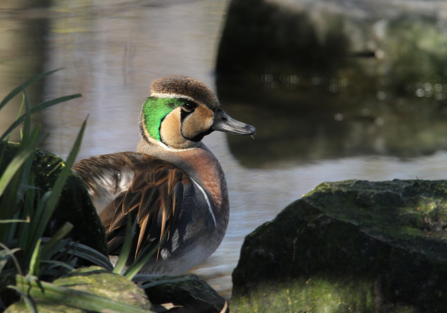 Baikal Teal