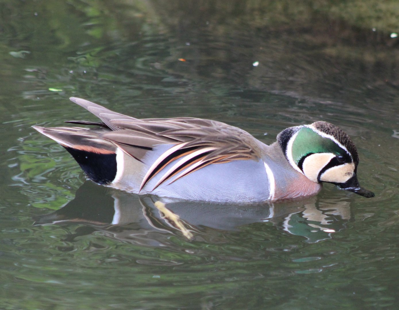 Baikal teal