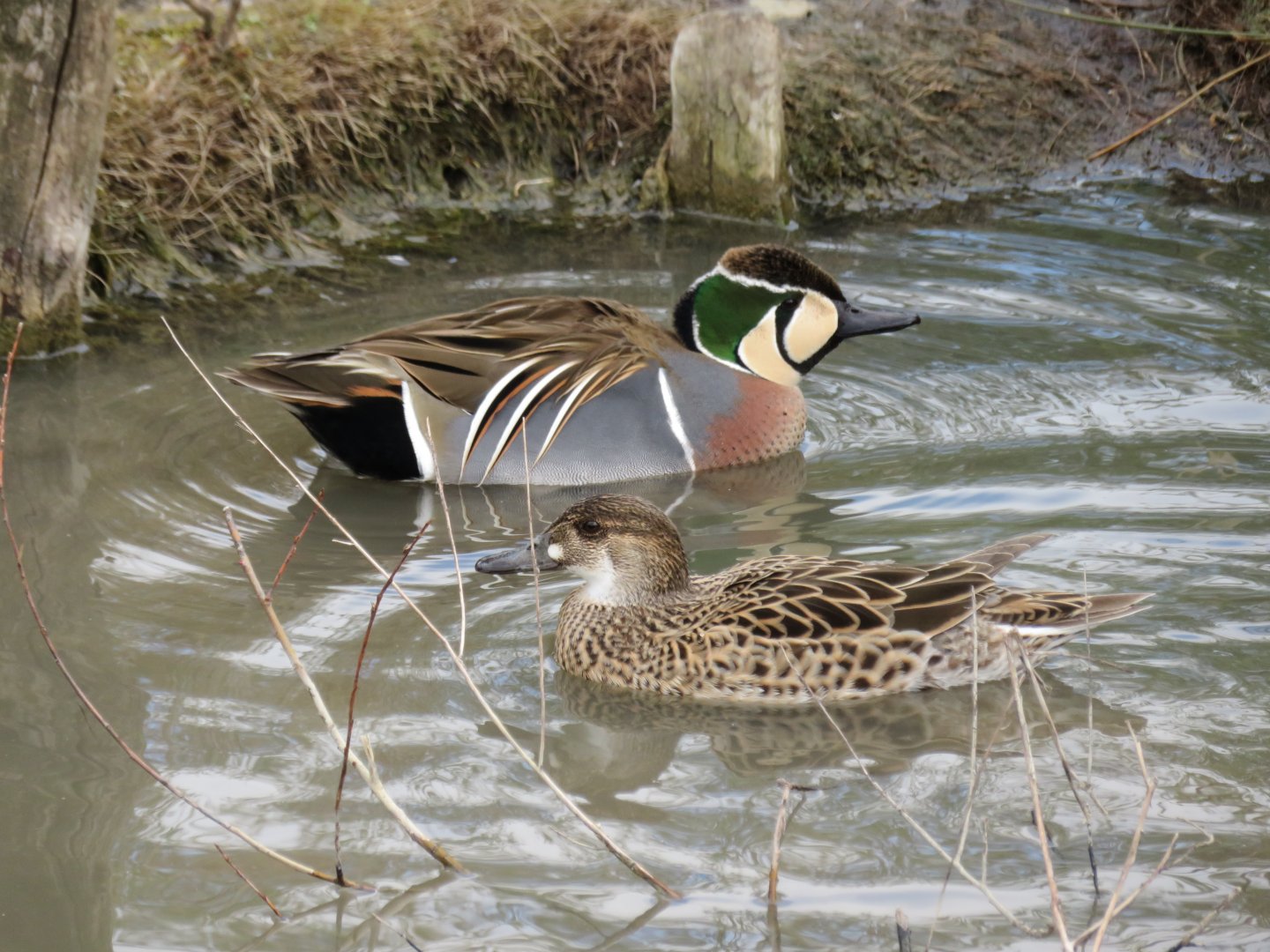 Baikal teal