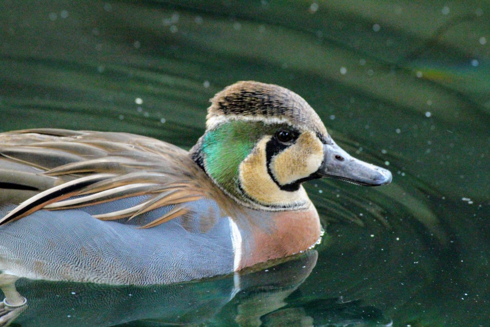Baikal Teal