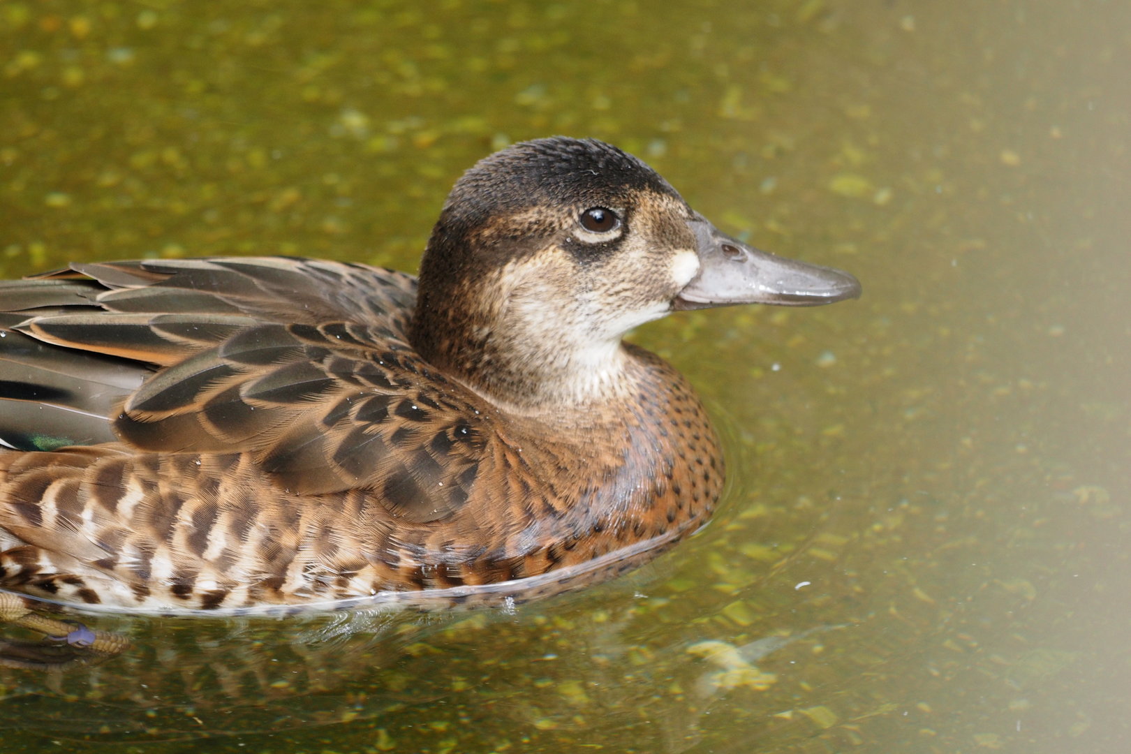 Baikal Teal