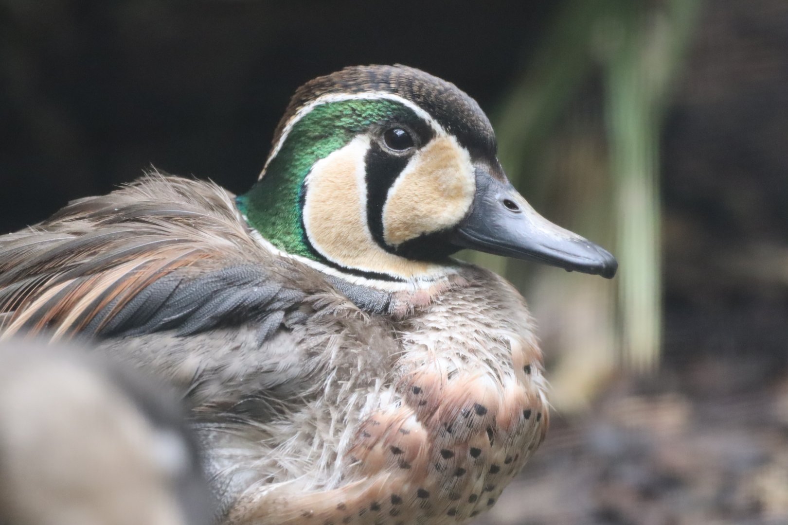 Baikal Teal