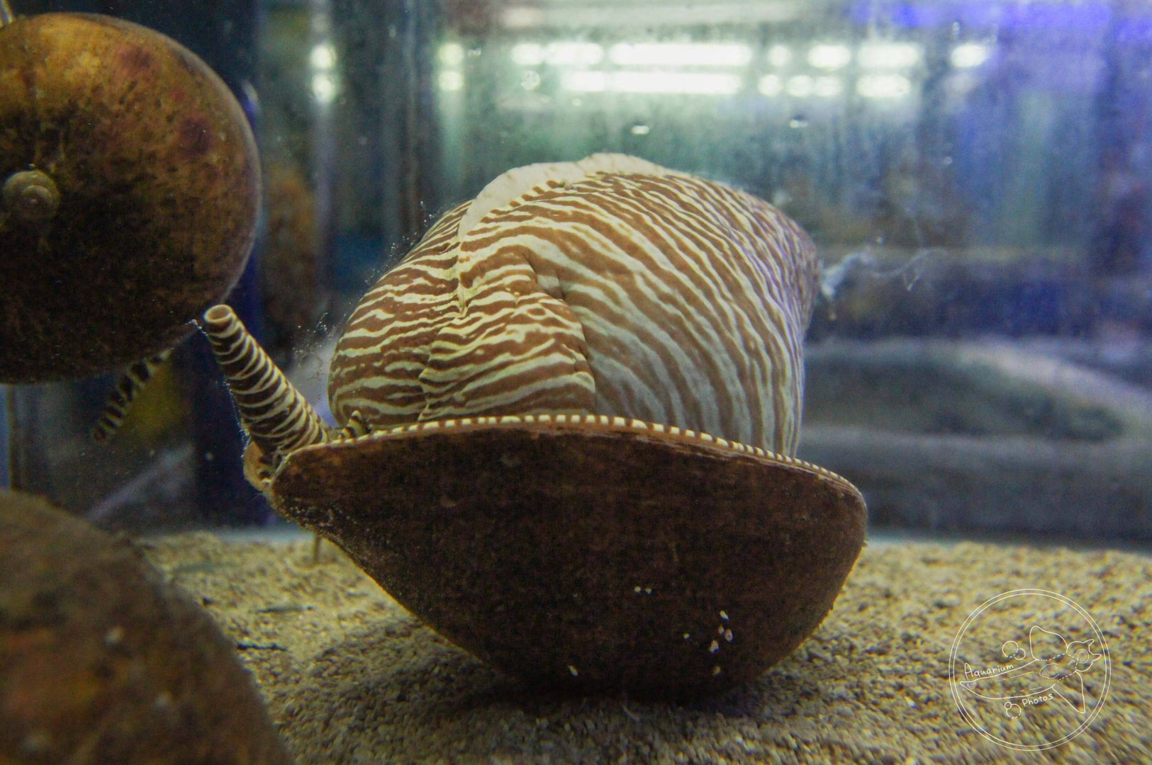 Bailer Shell (Melo melo)