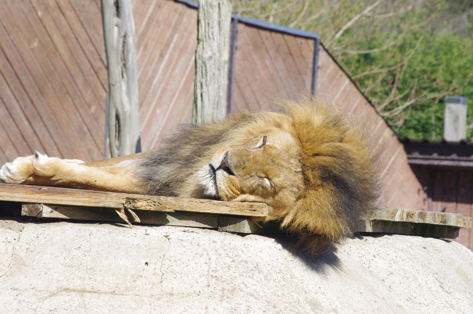 Bailey- African lion- 10/4/2025