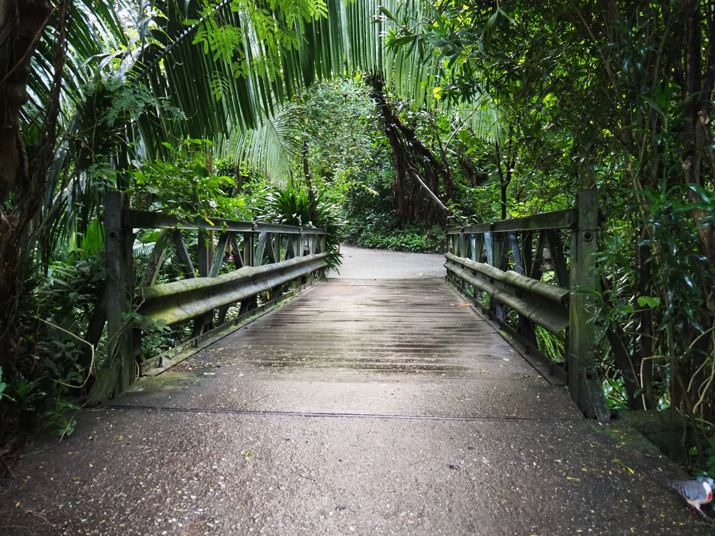 Bailey bridge (Sep 16th, 2018)