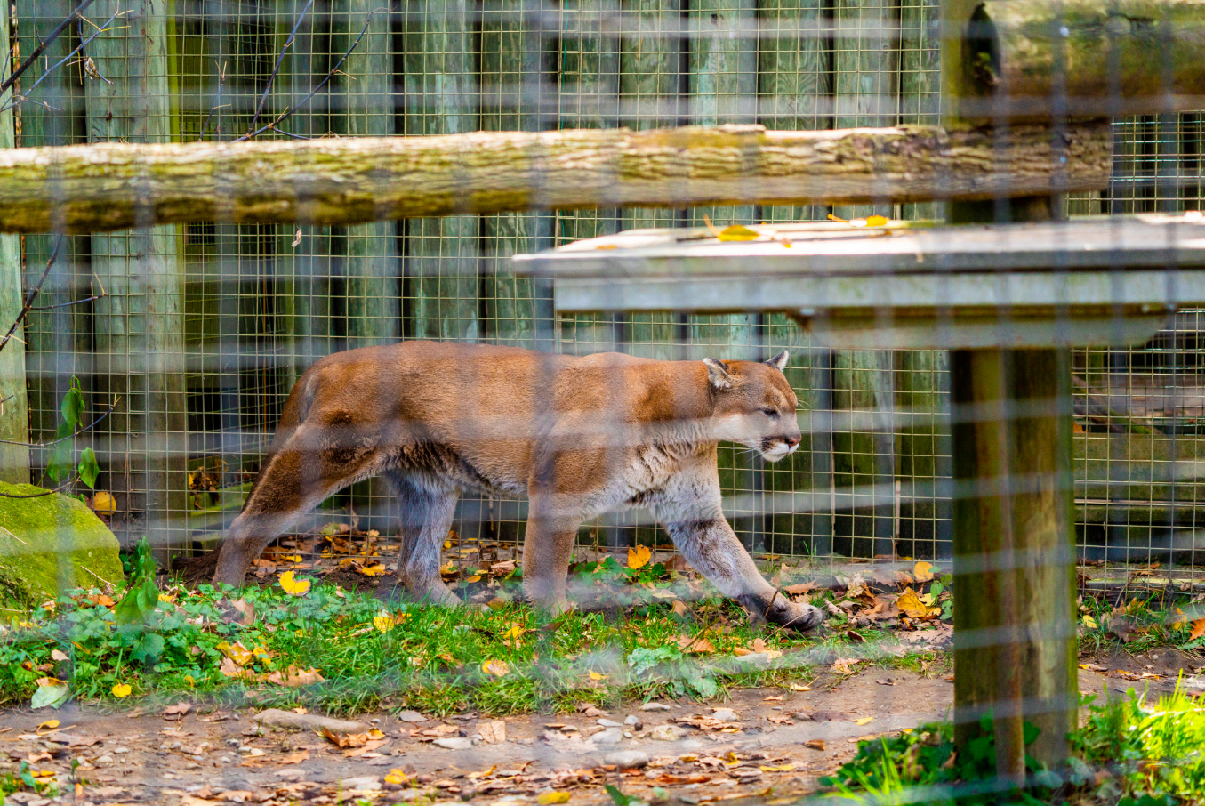 Bailey the male Cougar