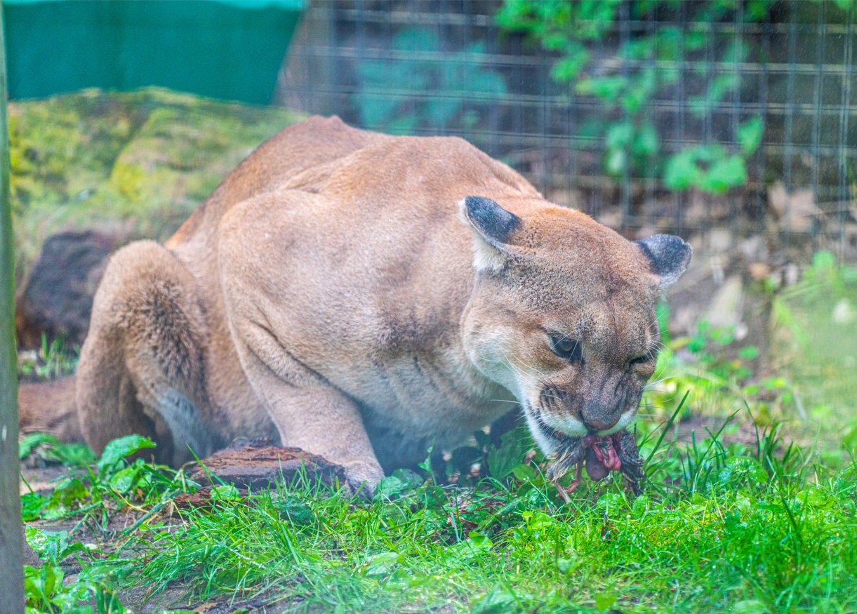Bailey the male Cougar