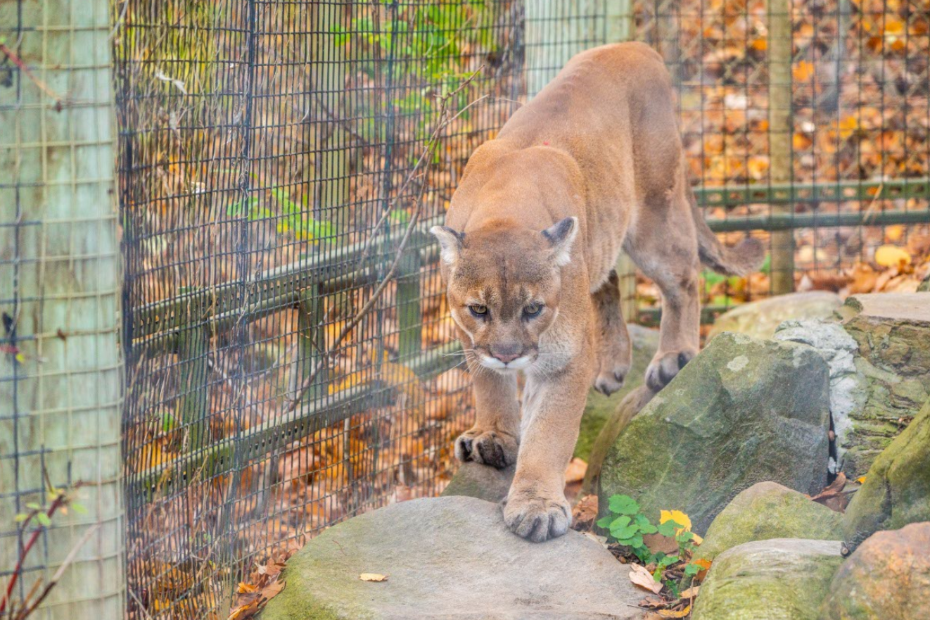 Bailey the male Cougar