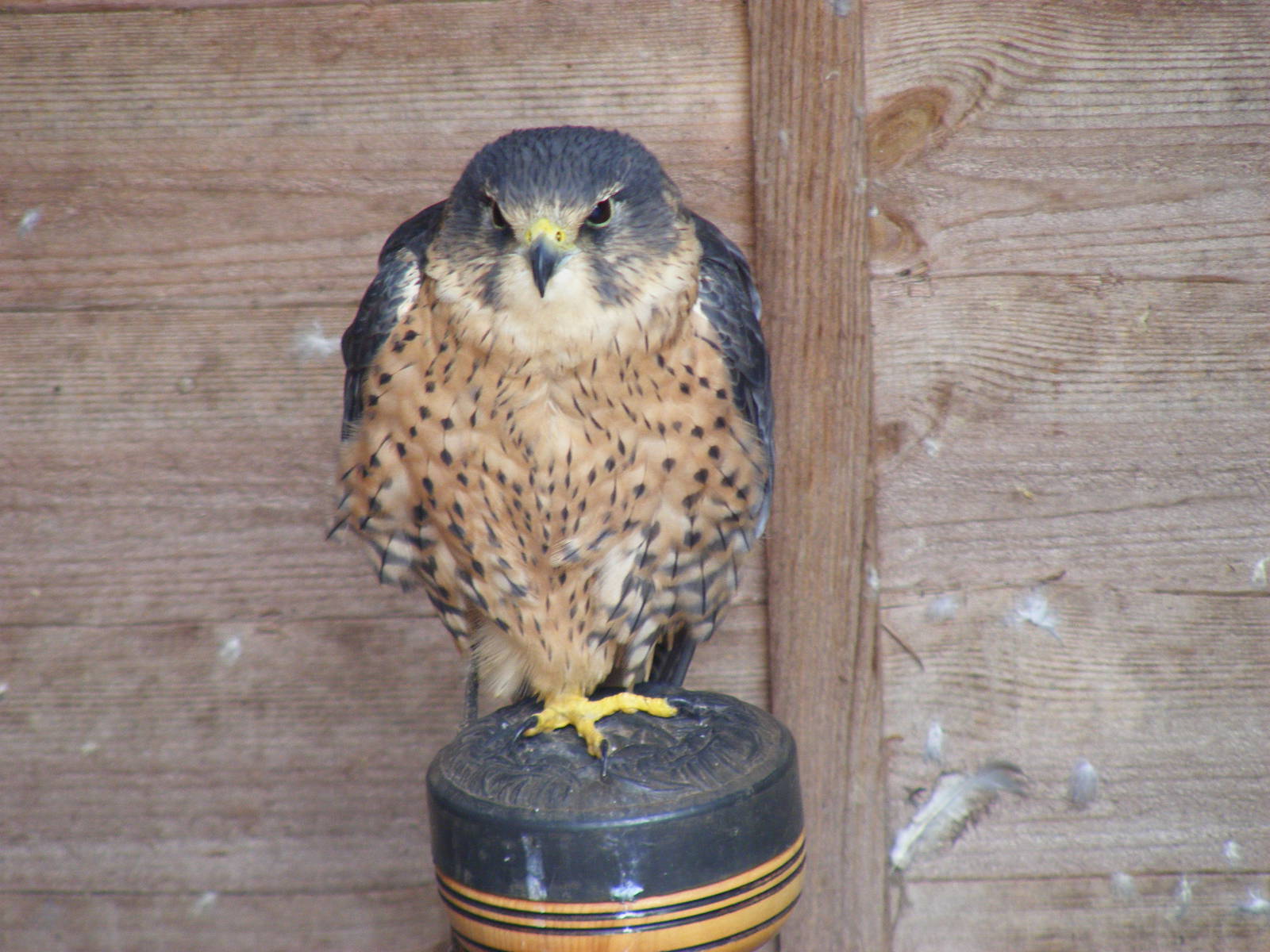 Bailey the perlin at Gentleshaw Wildlife Centre, 18 June 2011