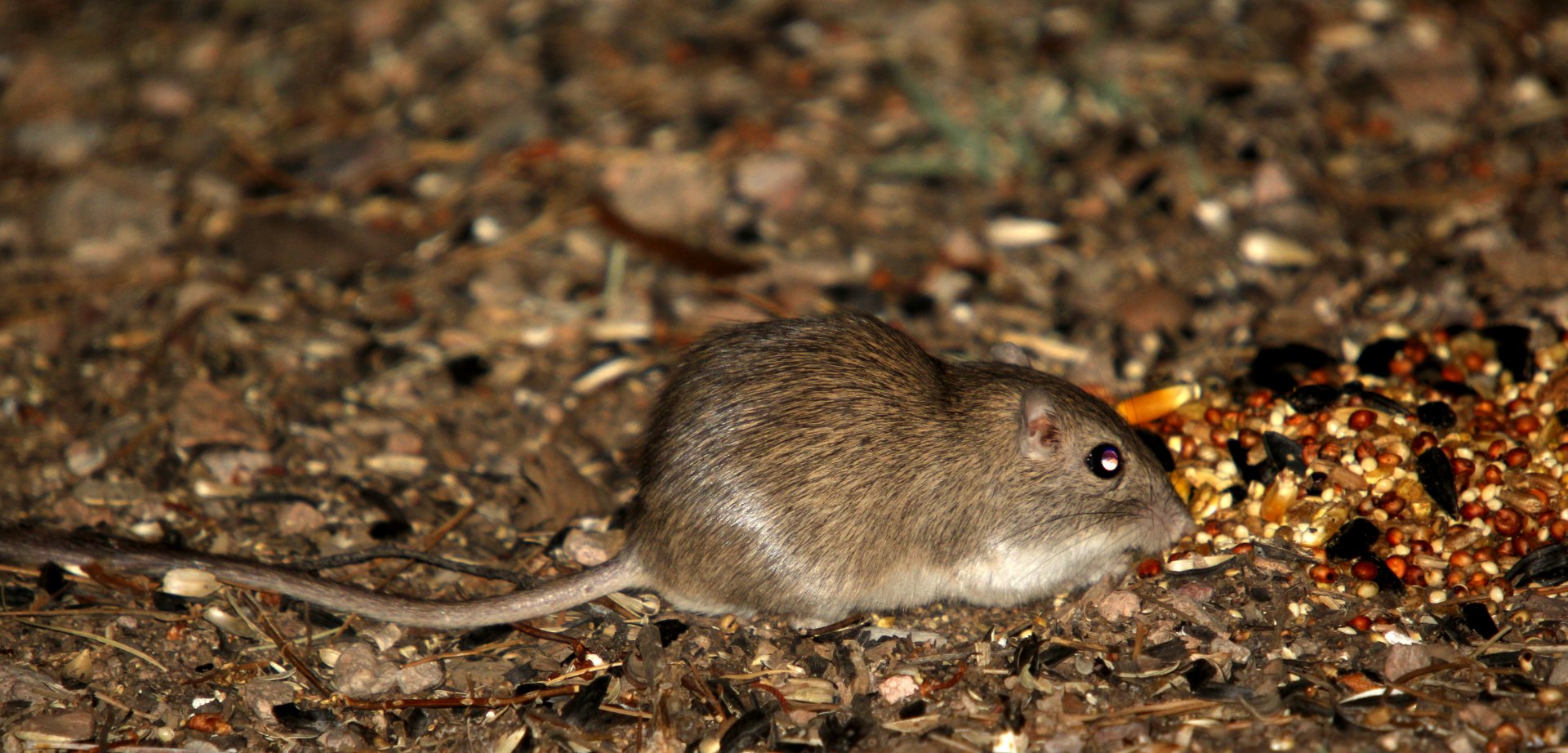 Bailey's pocket mouse (Chaetodipus baileyi)