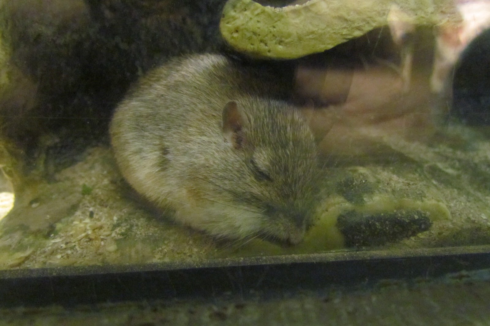 Bailey’s Pocket Mouse