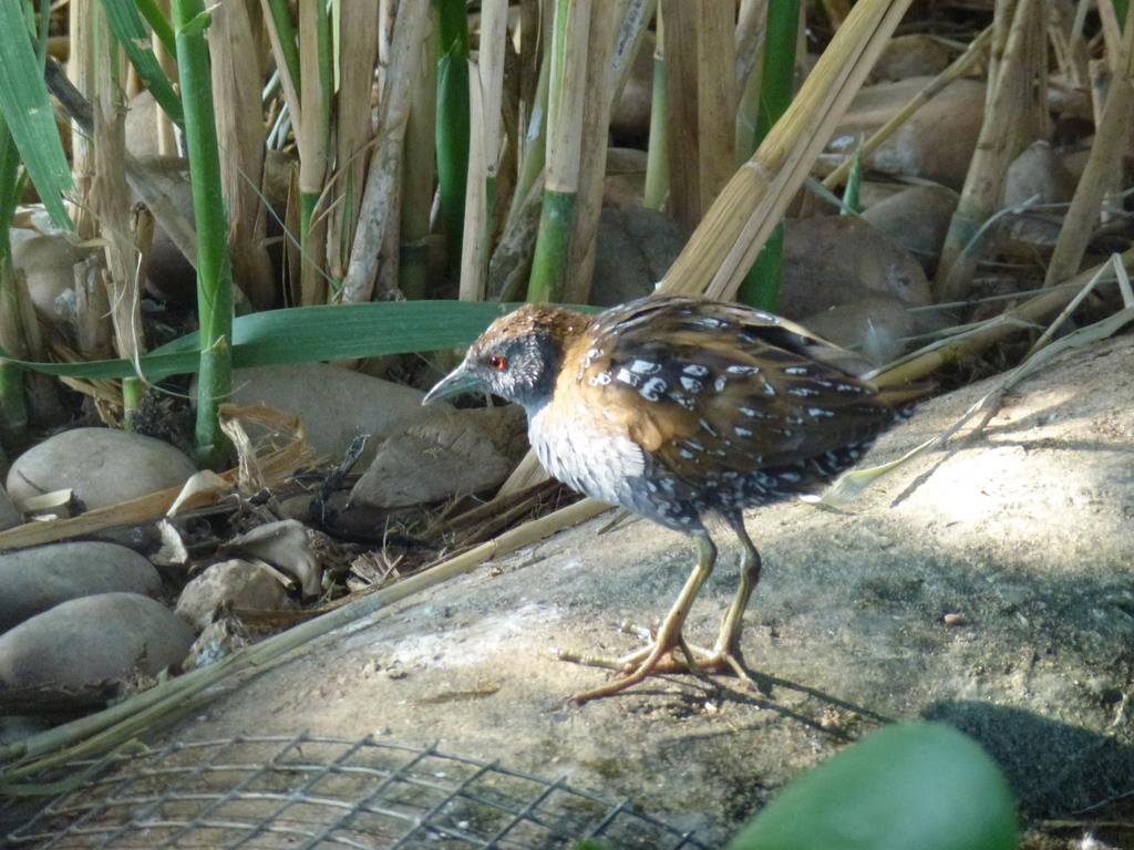 Baillon's crake, July 2013.