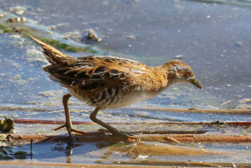 Baillon's Crake