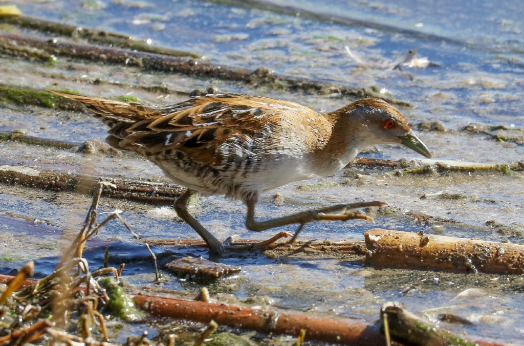 Baillon's Crake