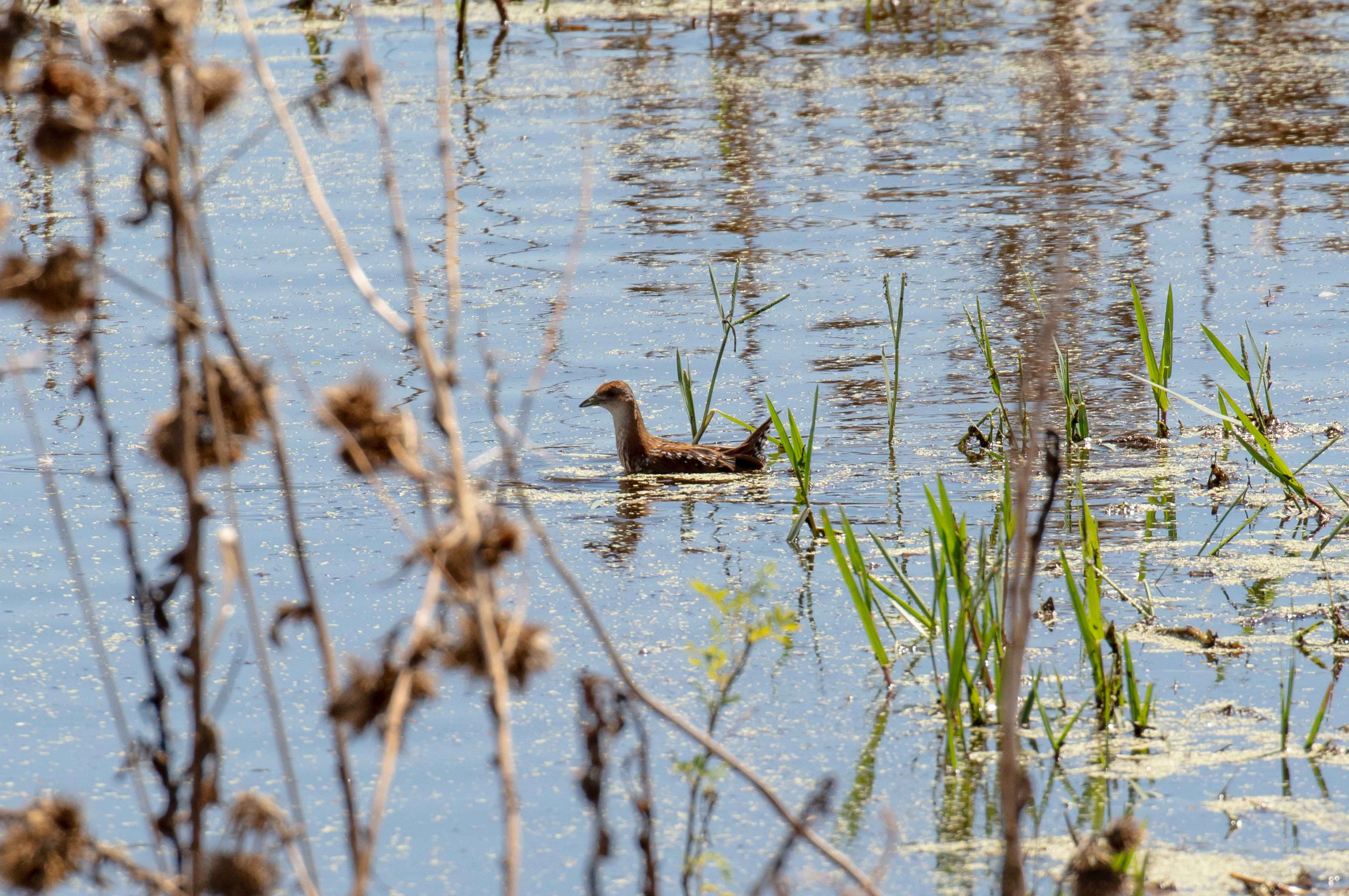 Baillon's Crake