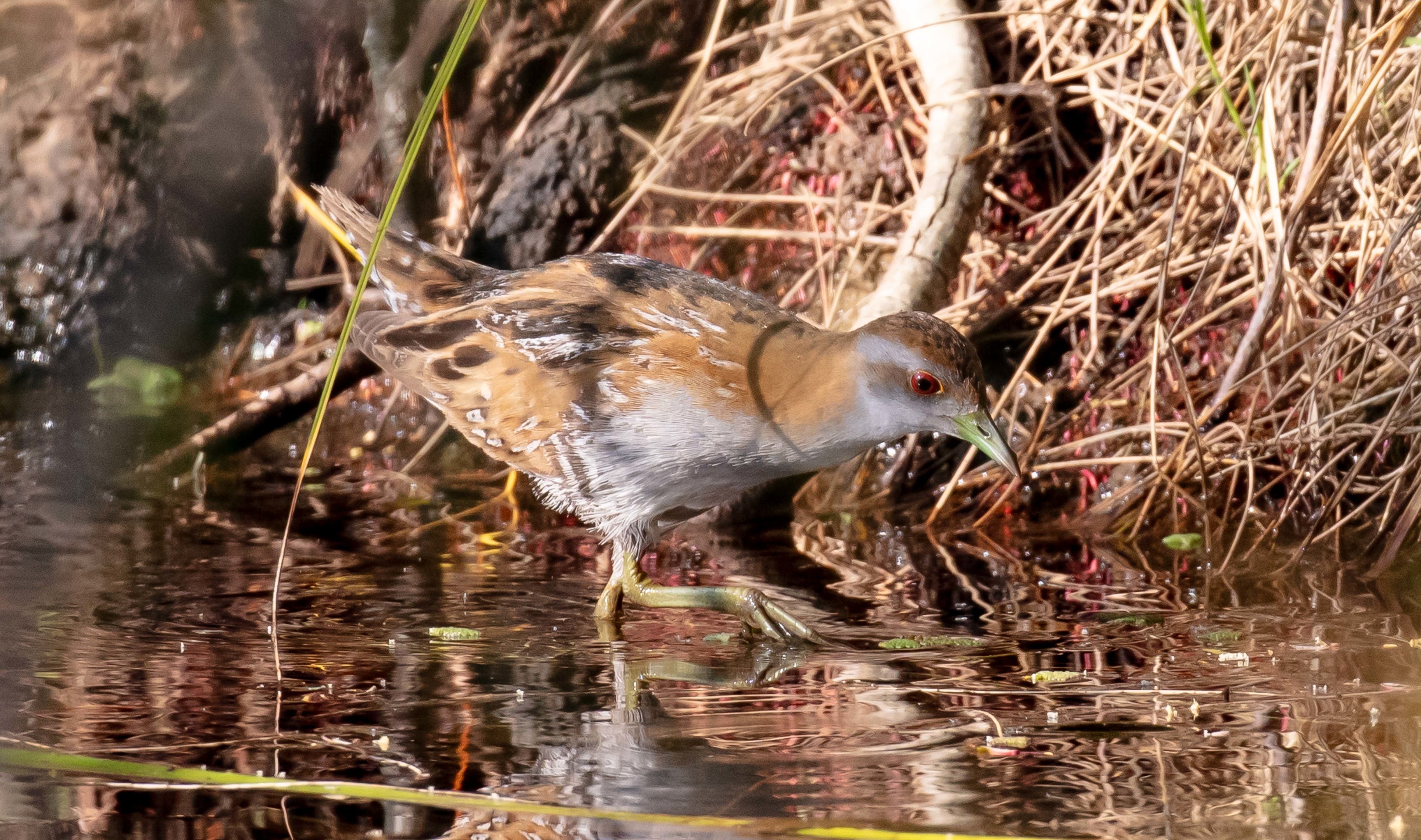 Baillon's Crake