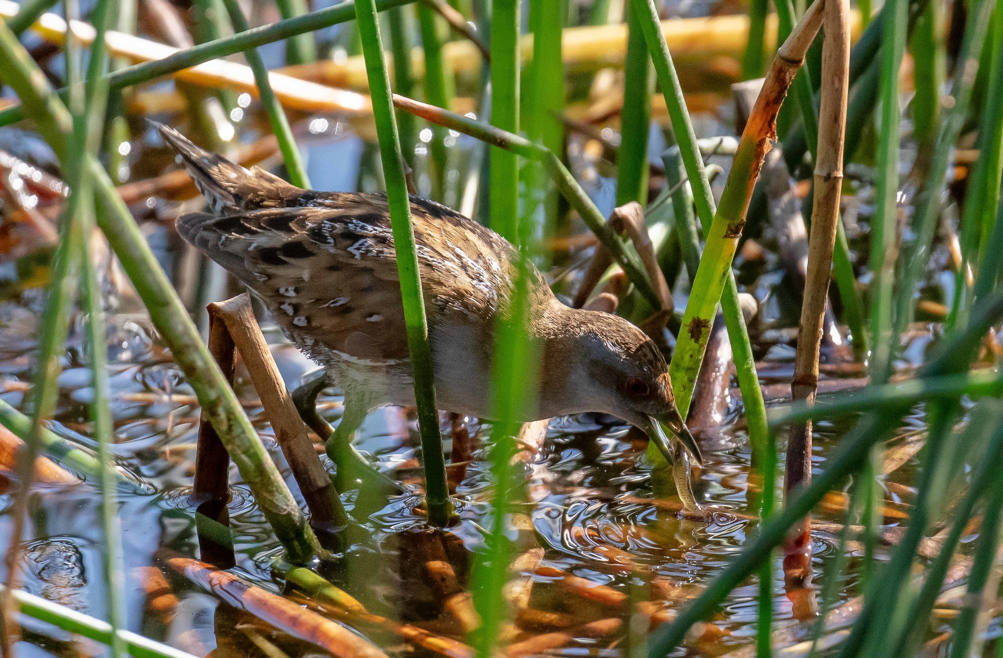 Baillon's Crake