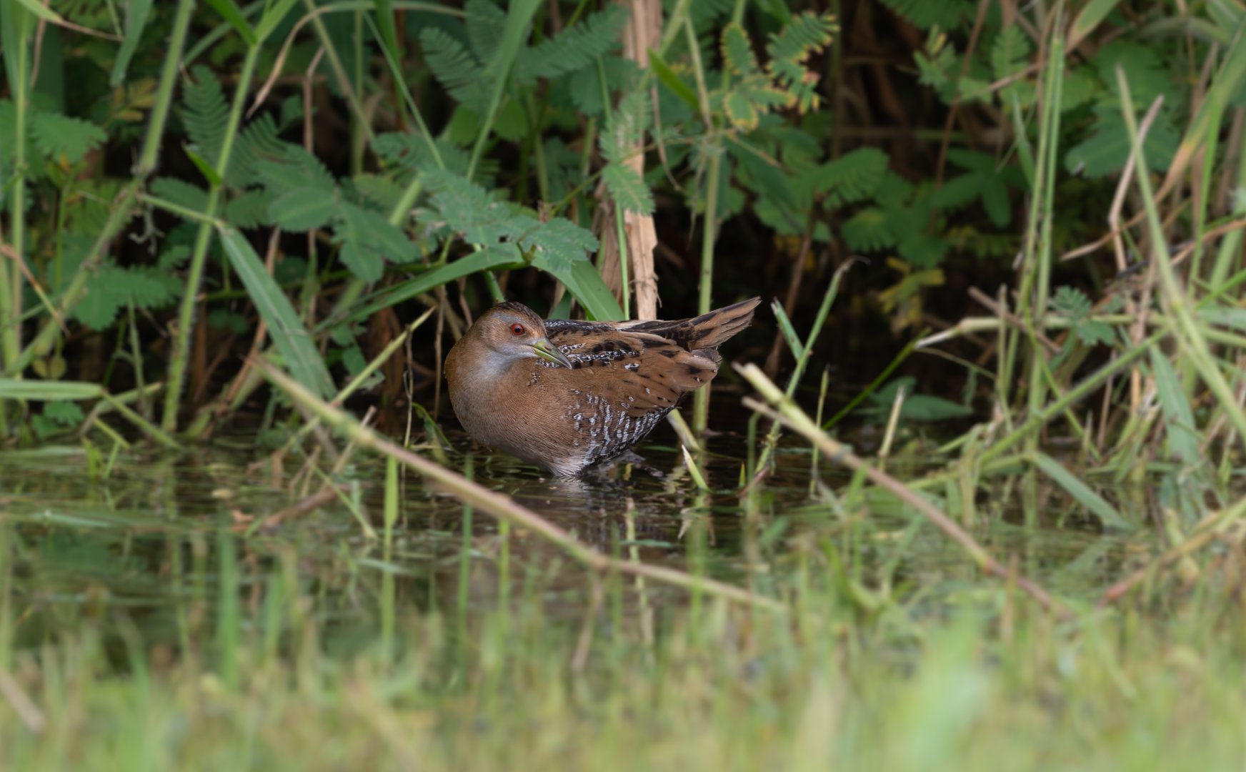 Baillon's Crake