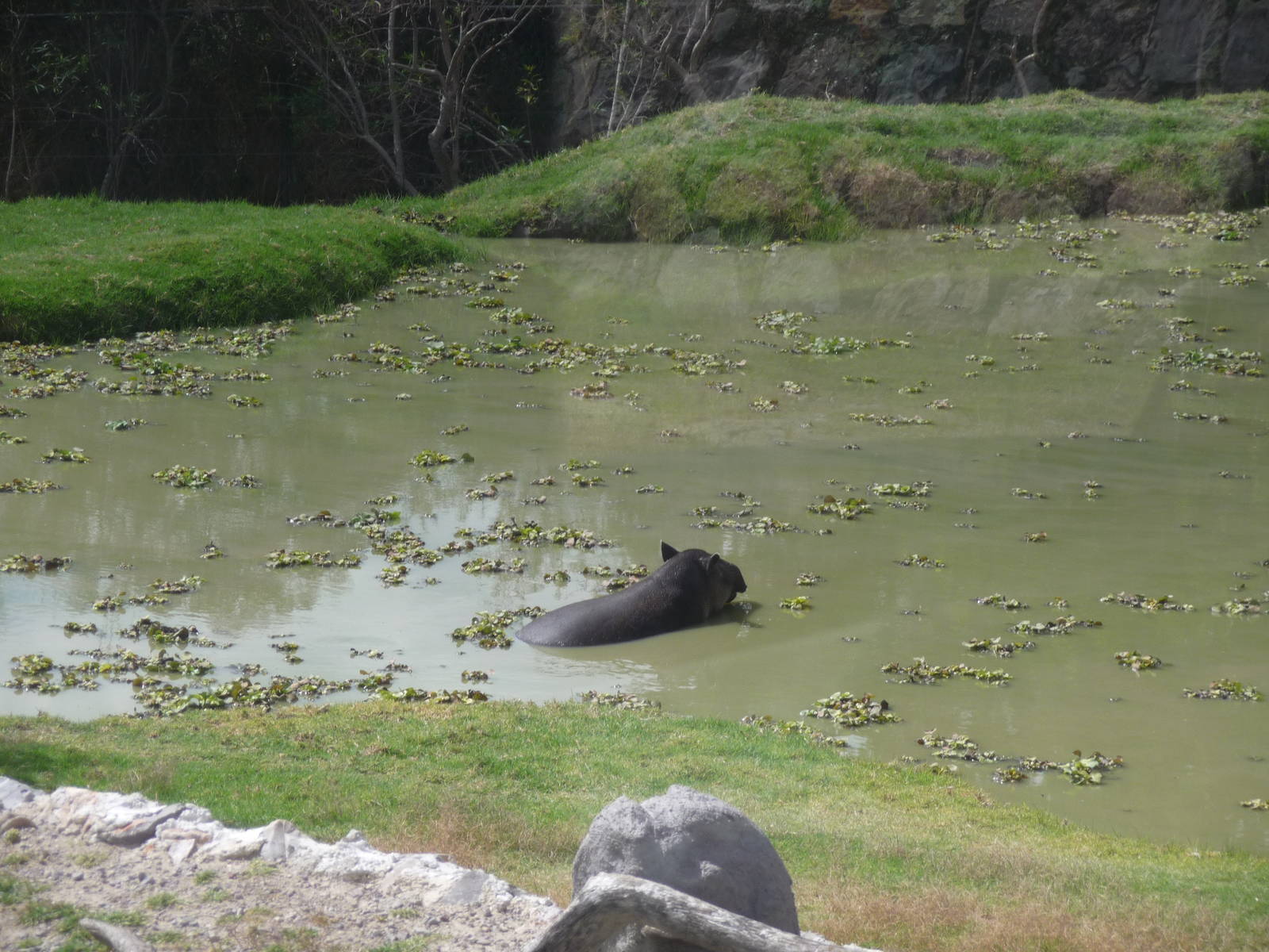 baird' s tapir africam safari