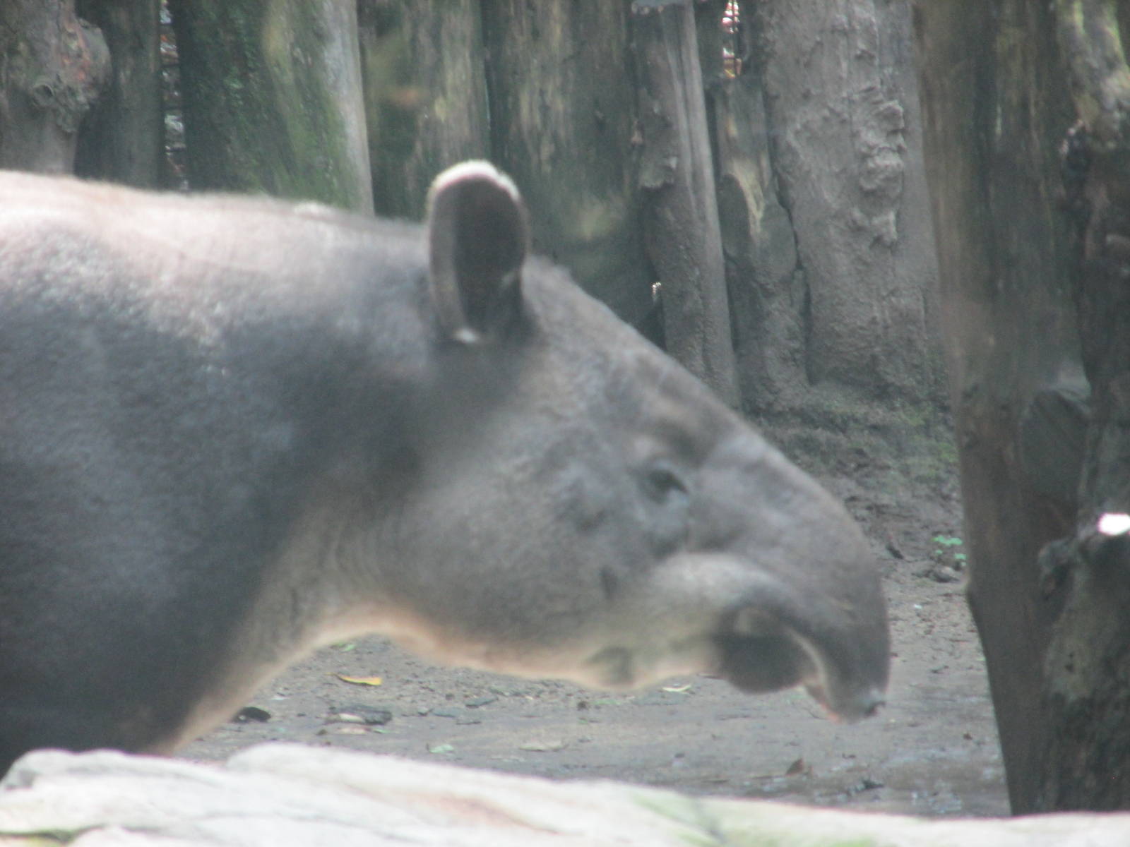 baird`s tapir chapultepec zoo