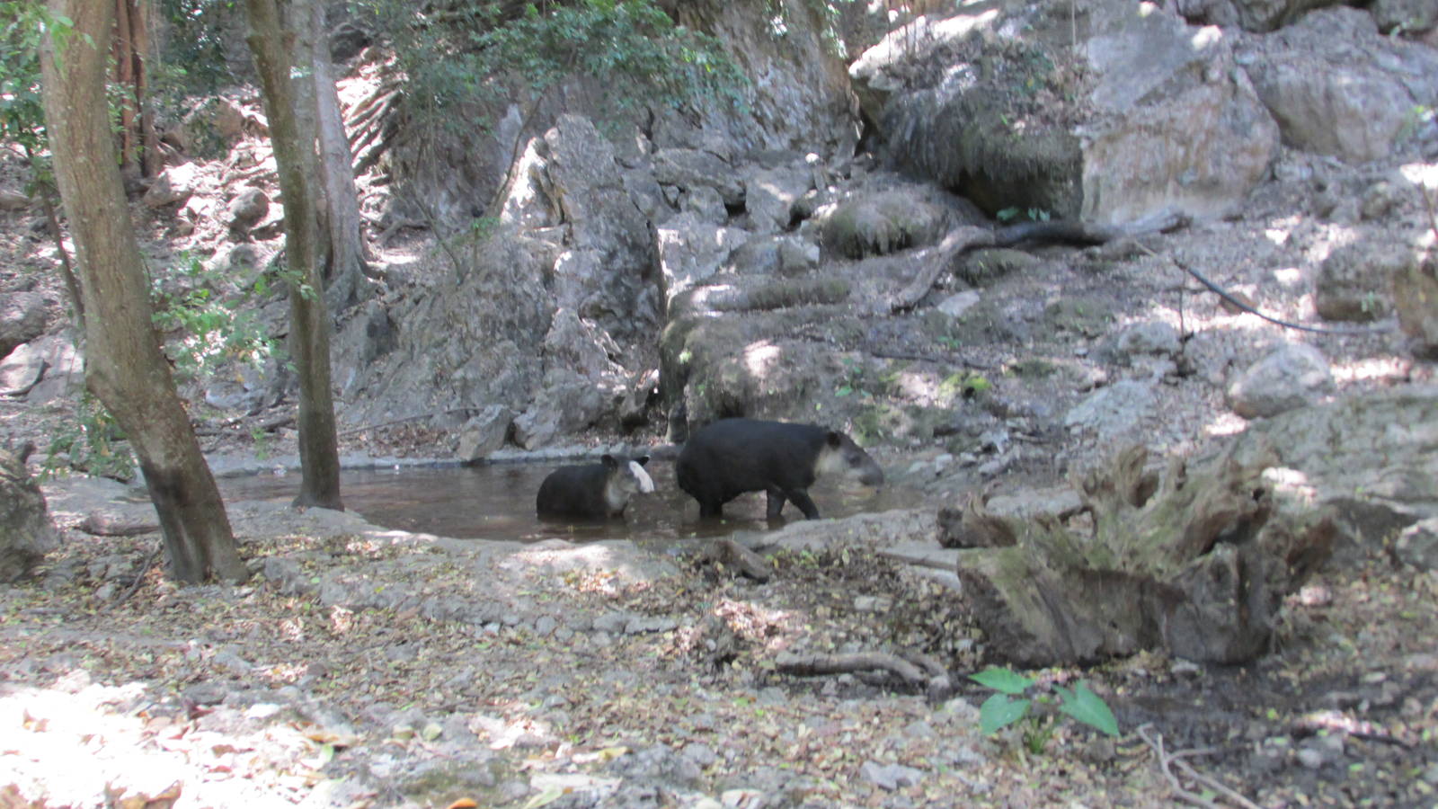 baird`s tapir exhibit zoomat