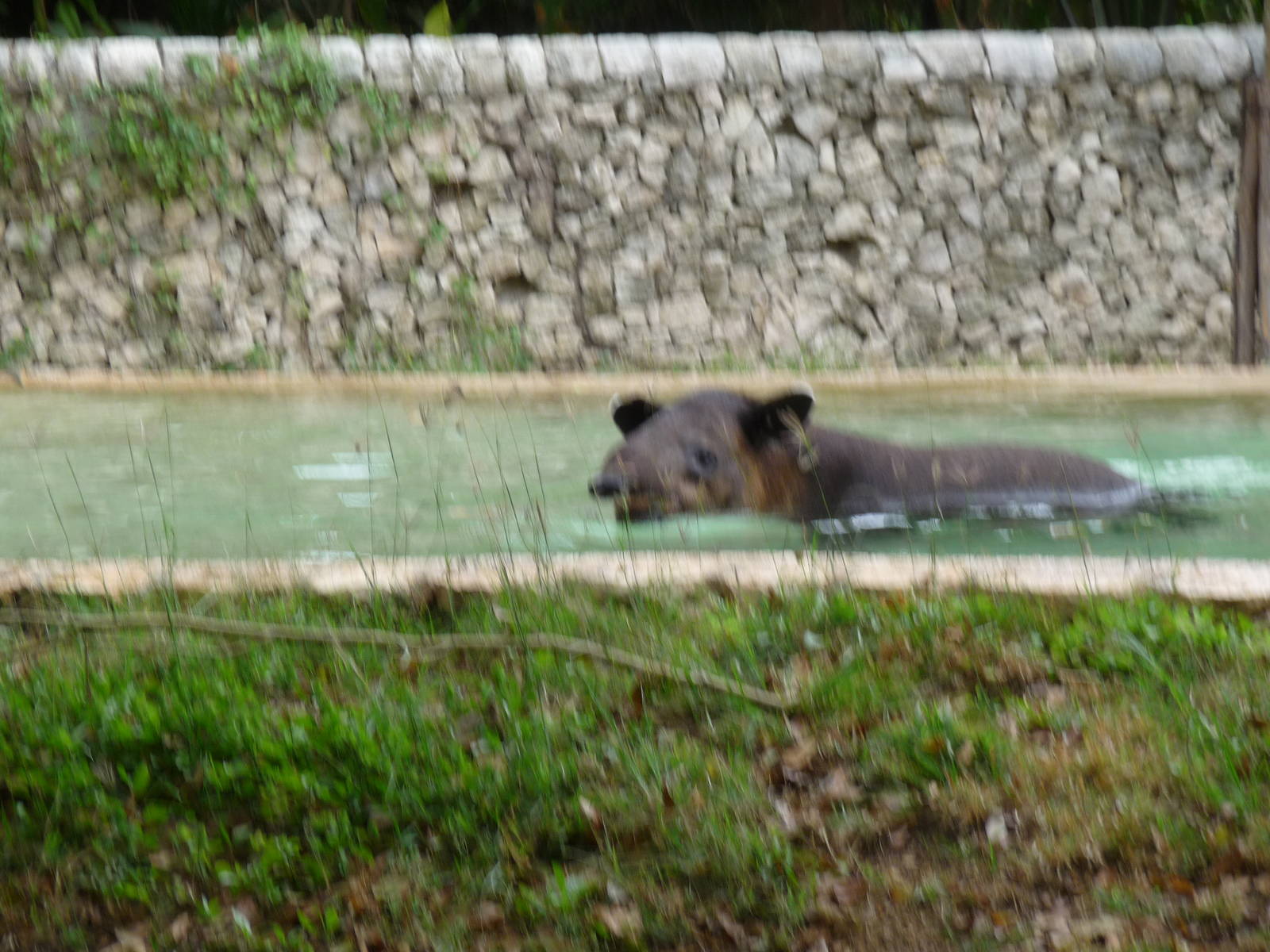 baird`s tapir in pool xcaret park