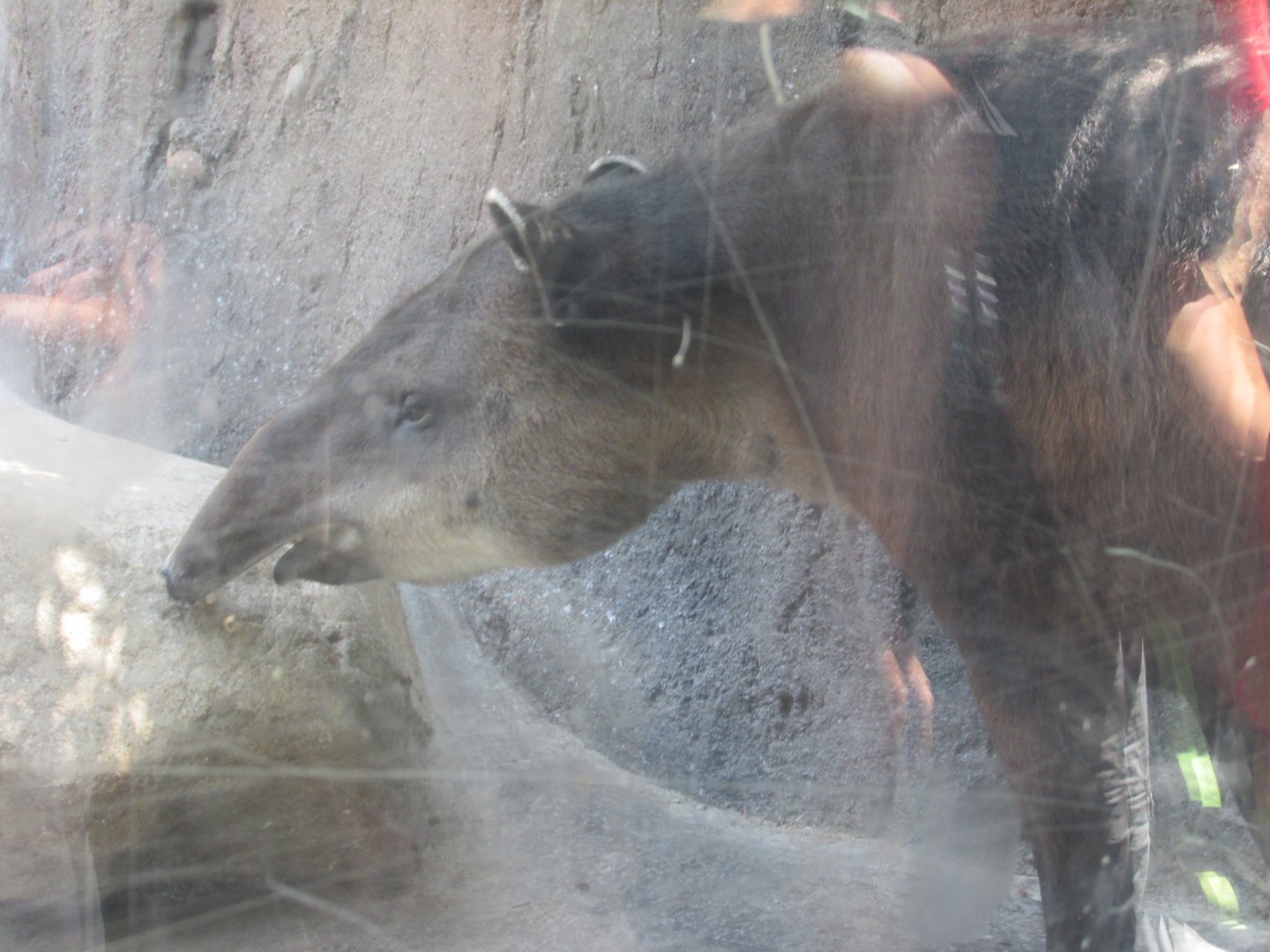 Baird´s tapir Los Angeles zoo 2017