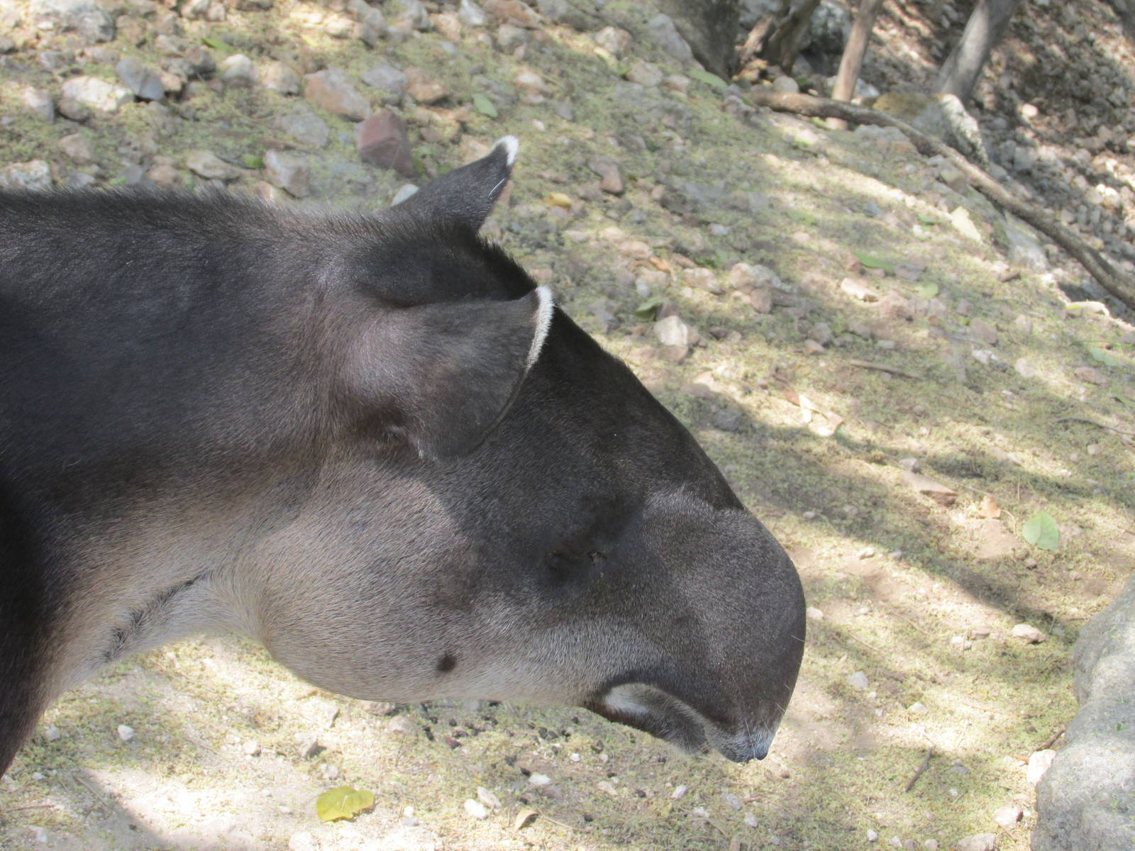Baird`s tapir Nando Animaya