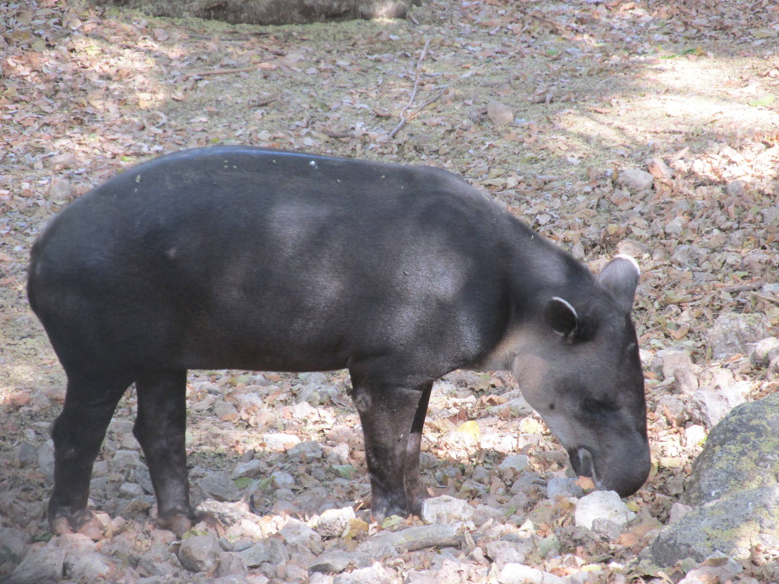 Baird`s tapir Nando Animaya
