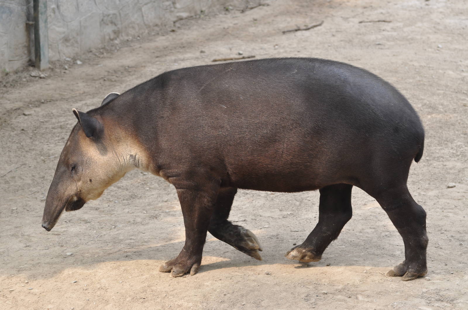 Baird`s tapir/ Tapirus bairdii. Beijing Zoo