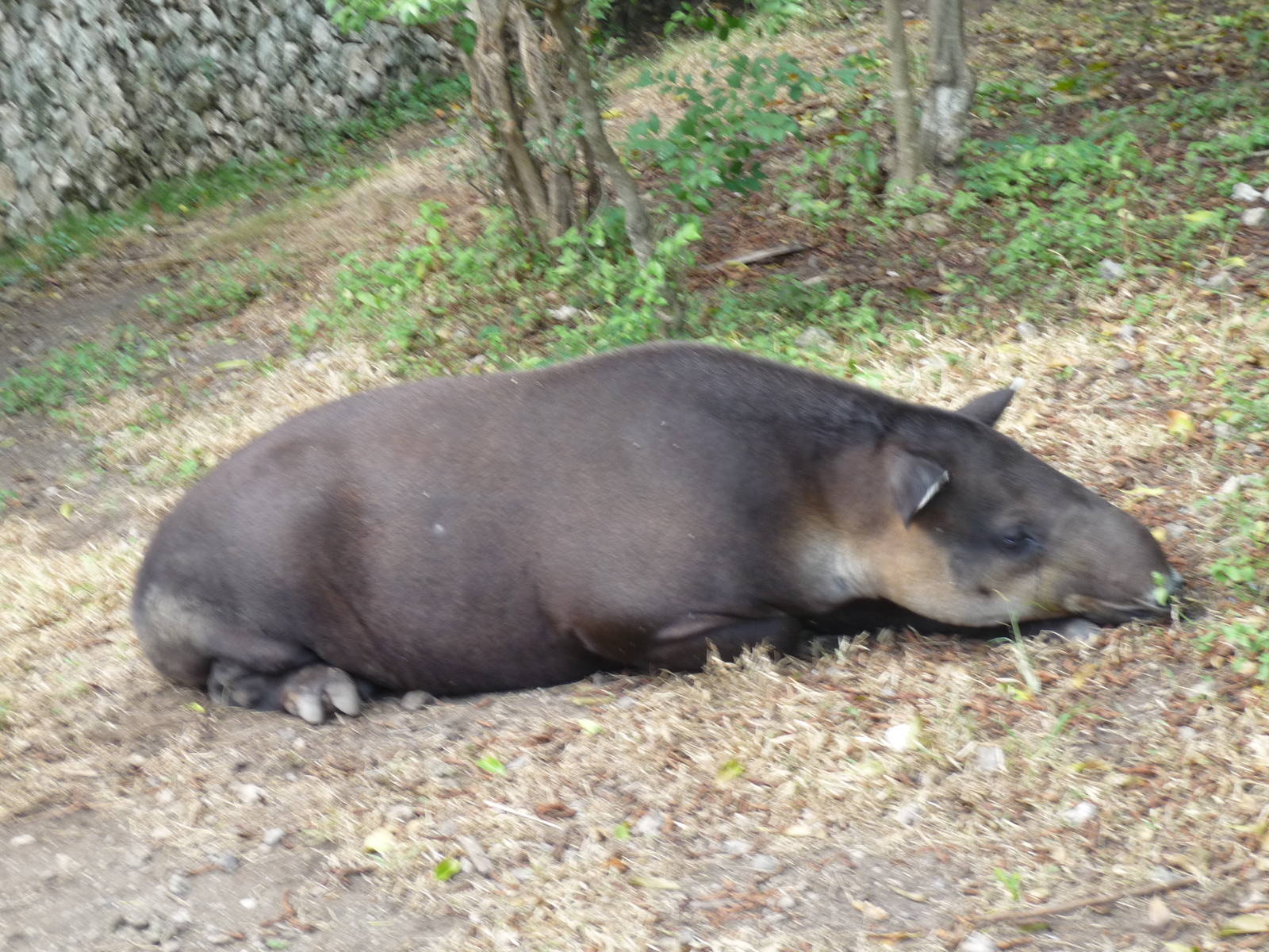 baird`s tapir xcaret park