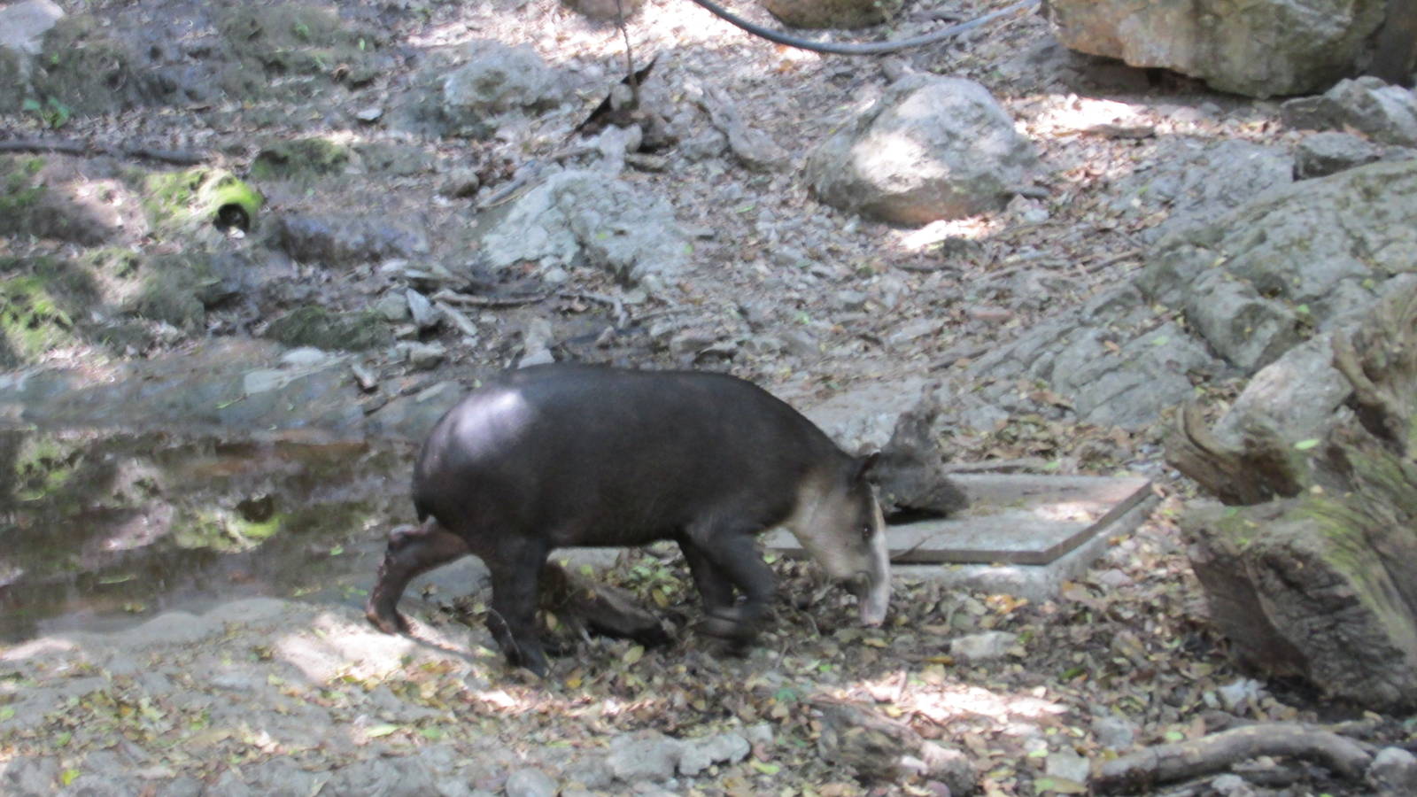 baird`s tapir zoomat