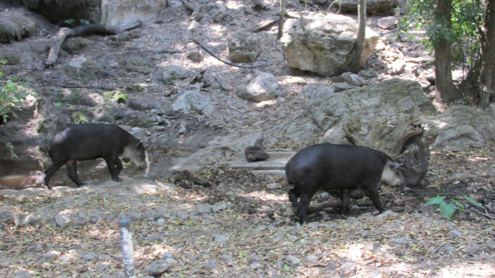 baird`s tapir zoomat