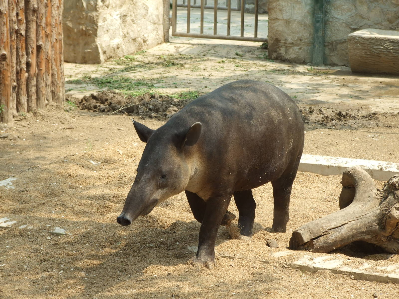 Baird?s tapir