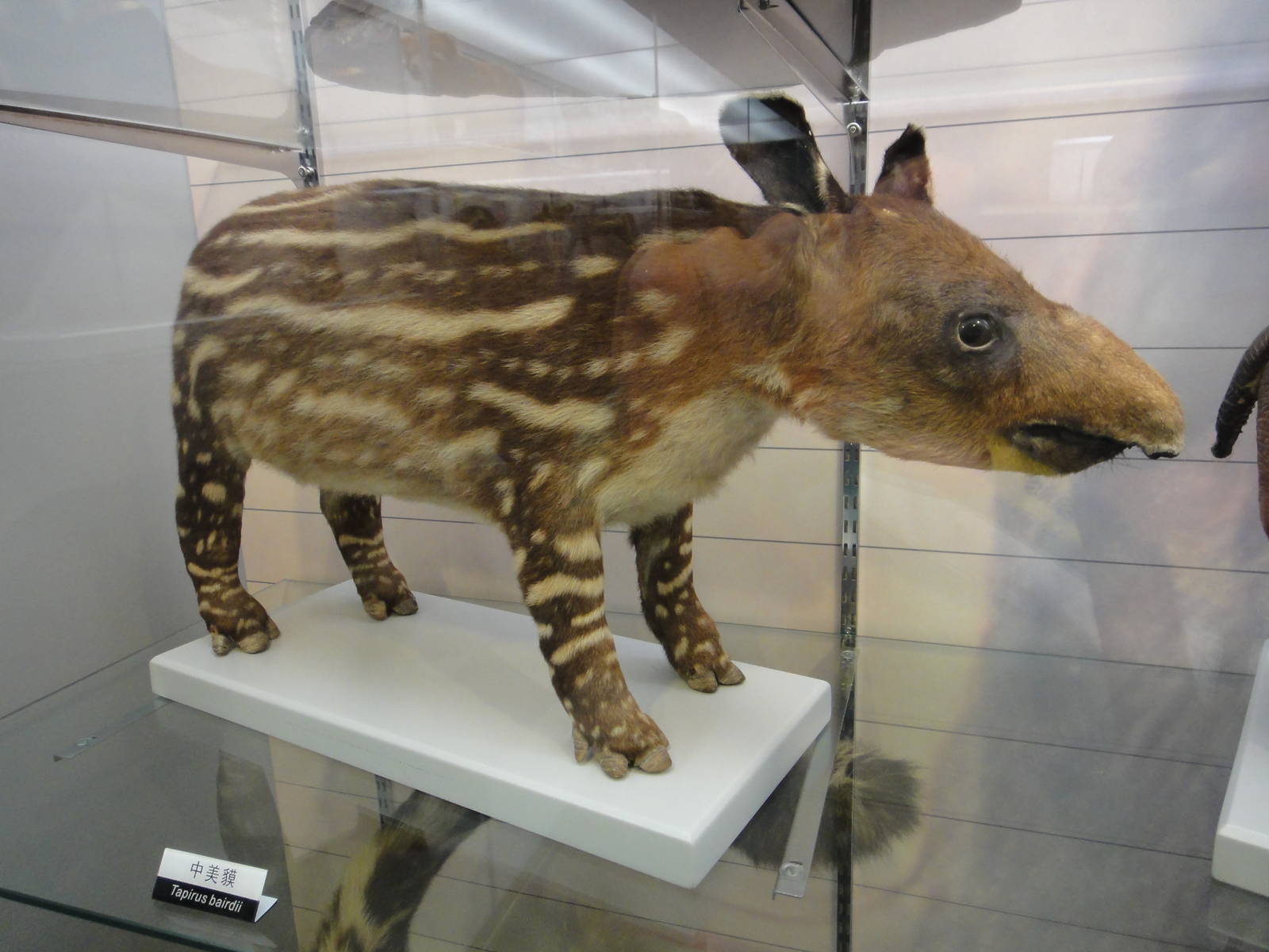 Baird?s tapir