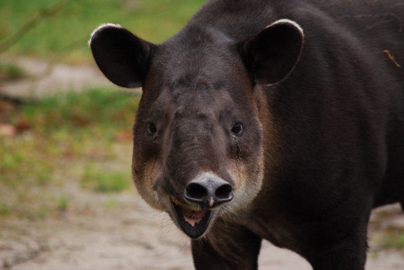 Baird Tapir male