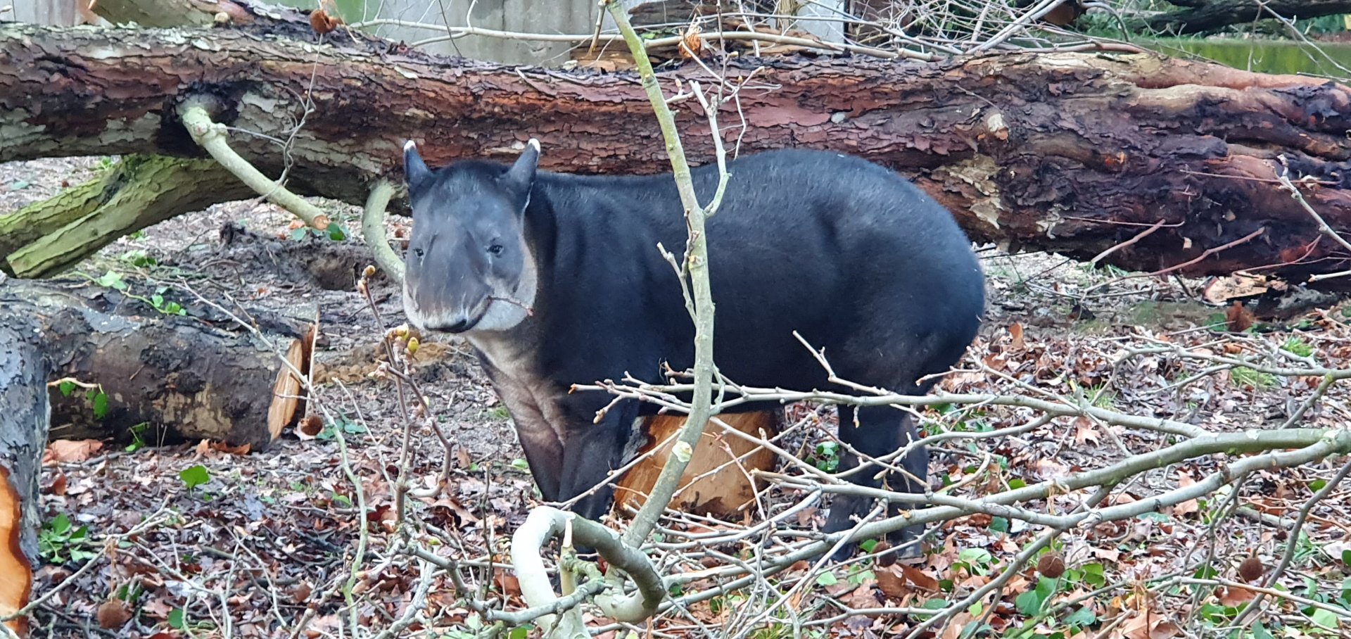 Baird tapir