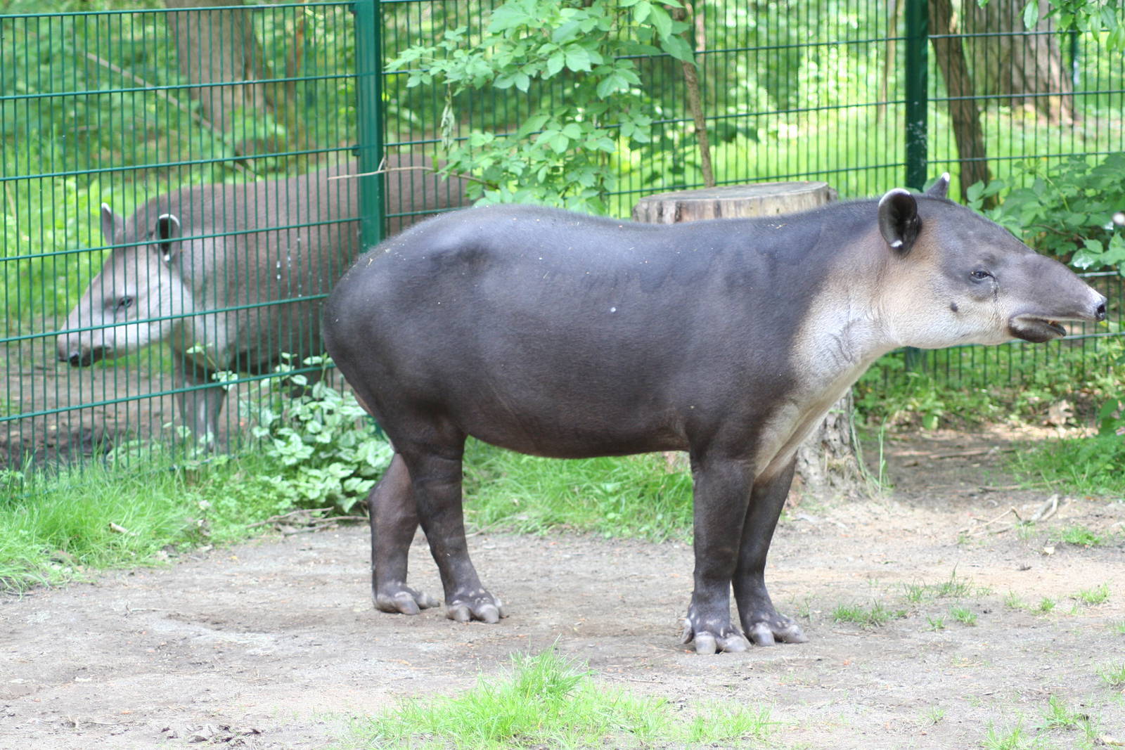 Baird's and lowland tapir