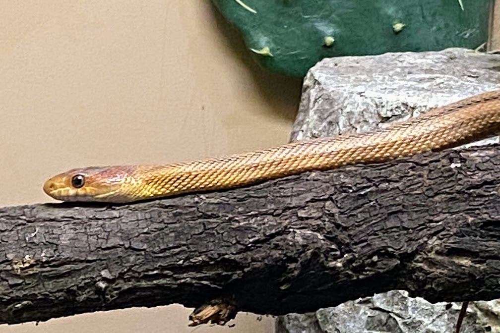 Baird's Ratsnake