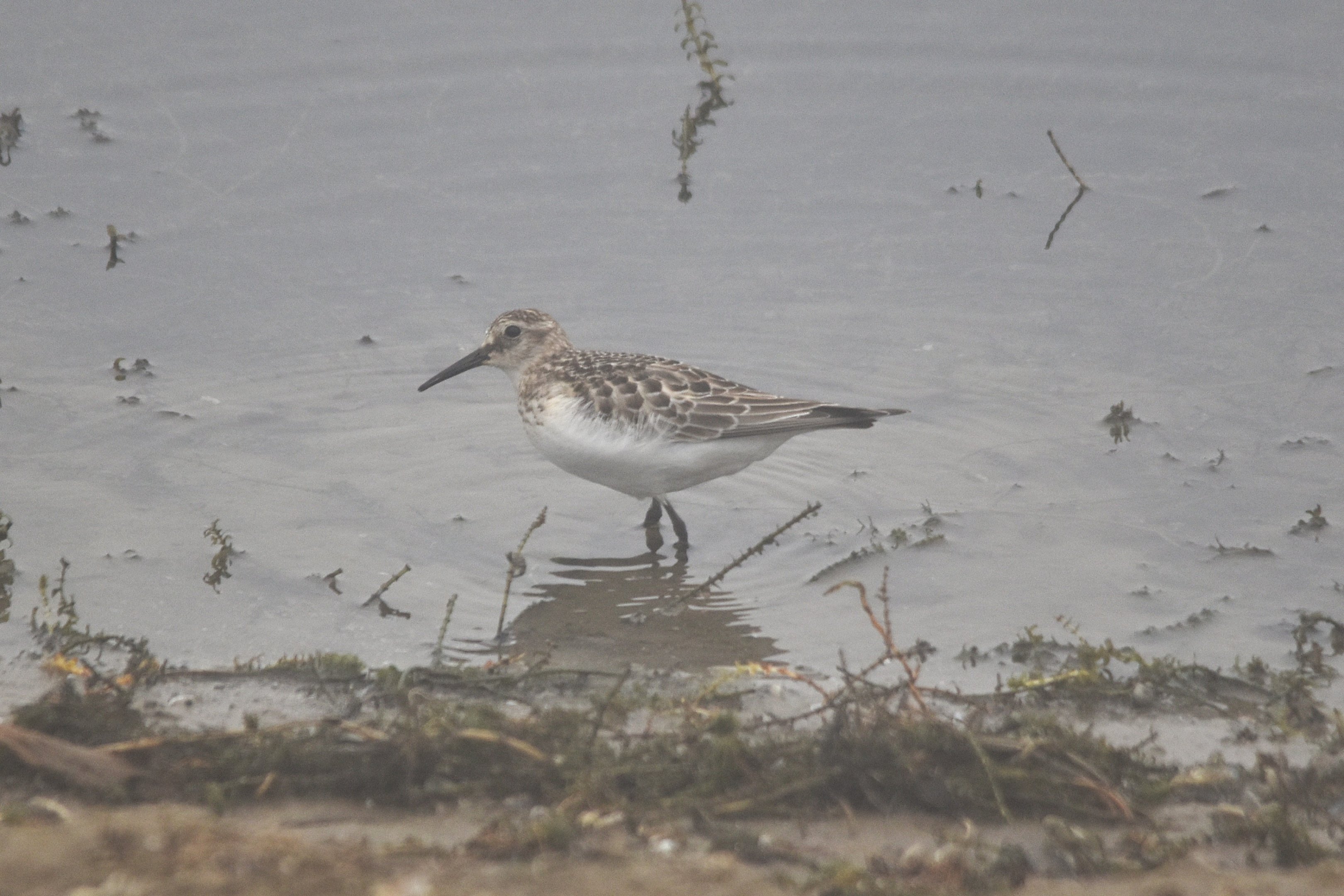 Baird's Sandpiper at Rutland Water, 12th October 2025