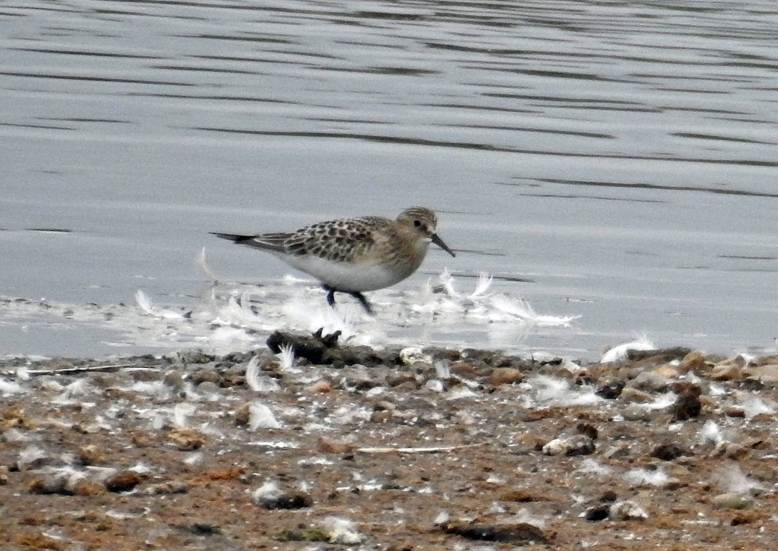 Baird's Sandpiper