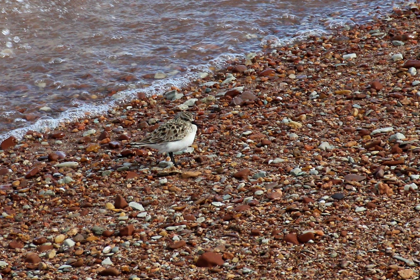 Baird's Sandpiper