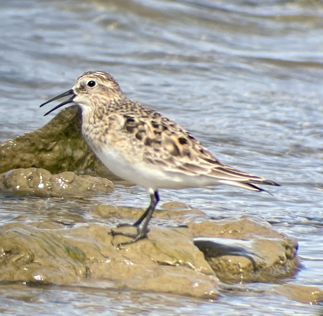 Baird’s Sandpiper