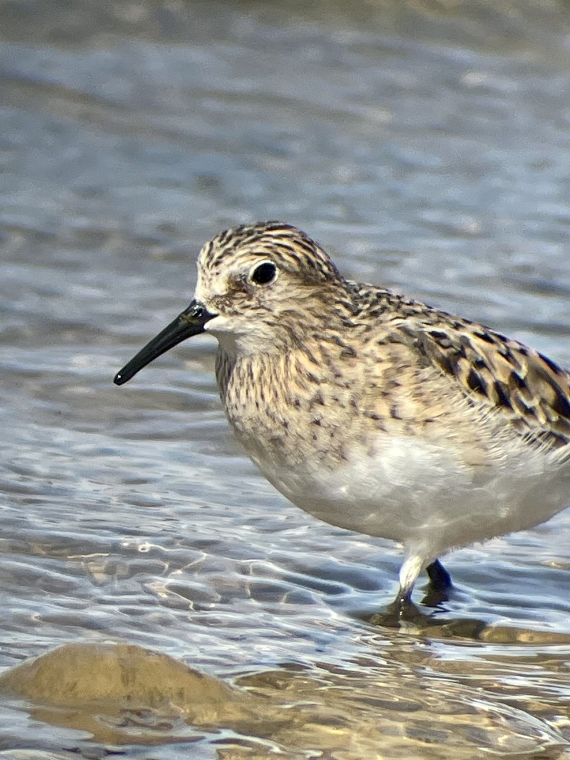 Baird’s Sandpiper