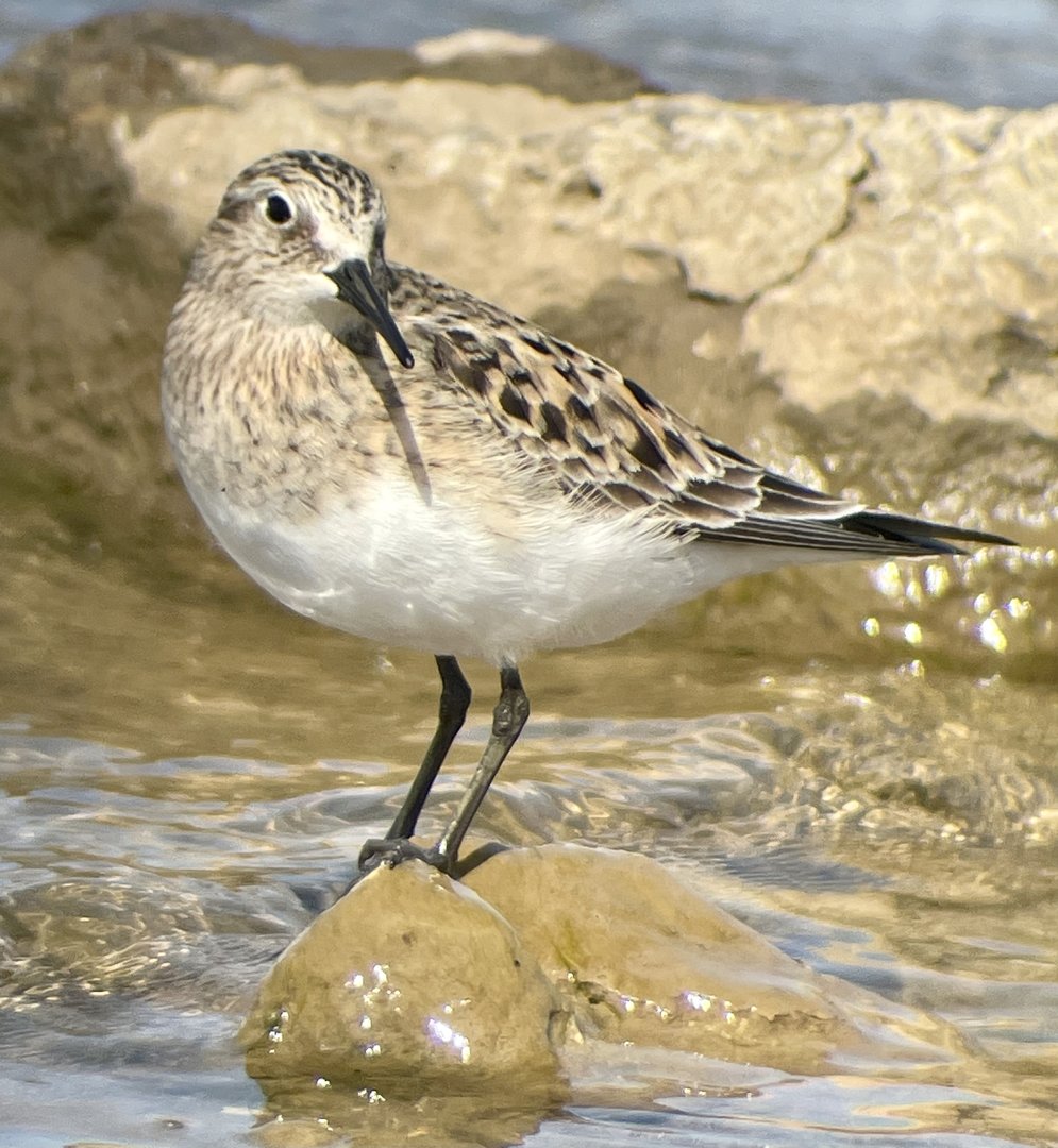Baird’s Sandpiper